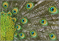 Lecciones sobre la legislaciَn del Yihad (Parte 1)