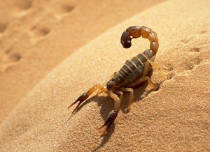 Der Gl&auml;ubige soll nicht vom selben Loch zweimal gestochen werden!