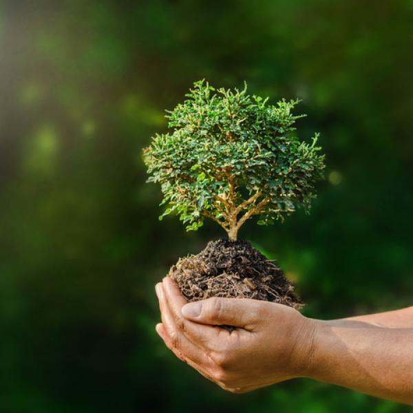 La ecolog&iacute;a y los valores isl&aacute;micos (parte 3 de 4)