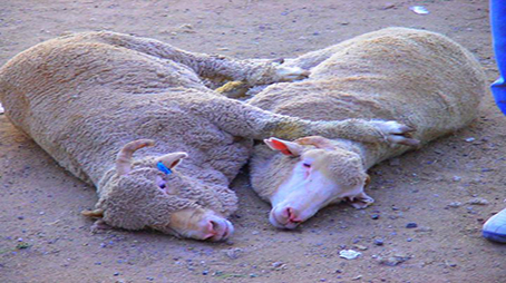 لعن الله من ذبح لغير الله 