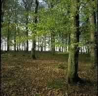 اضطهاد كفار قريش للمؤمنين