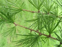 أثر الإيمان بالقدر في التغلب على مصائب الحياة