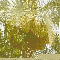 ماذا يريد محررو المرأة