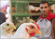 Egypt Reports Second Bird Flu Death