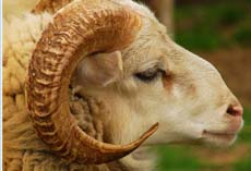 Erreurs à ne pas commettre lors de l’immolation de la bête à offrir en sacrifice