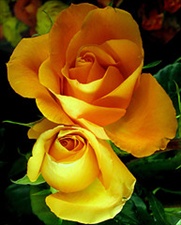 Hafsah Bint ‘Umar, la esposa del Profeta en el Para&iacute;so I