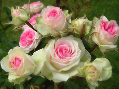 &iquest;C&oacute;mo relacionarnos con nuestros familiares que no son musulmanes? (Parte I)