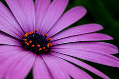 La infertilidad 3: El punto de vista isl&aacute;mico (Parte 1)