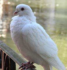 La confianza en la dotaci&oacute;n de Al-lah - I