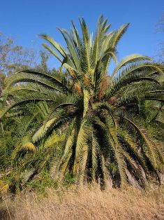 El ambiente social &aacute;rabe en el que apareci&oacute; la Da`wah (divulgaci&oacute;n del Islam)